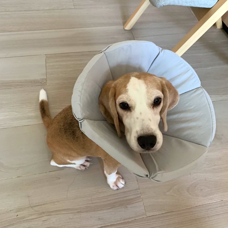 Cat Dog Elizabeth Cone Recovery Collar After Surgery - PIKAPIKA