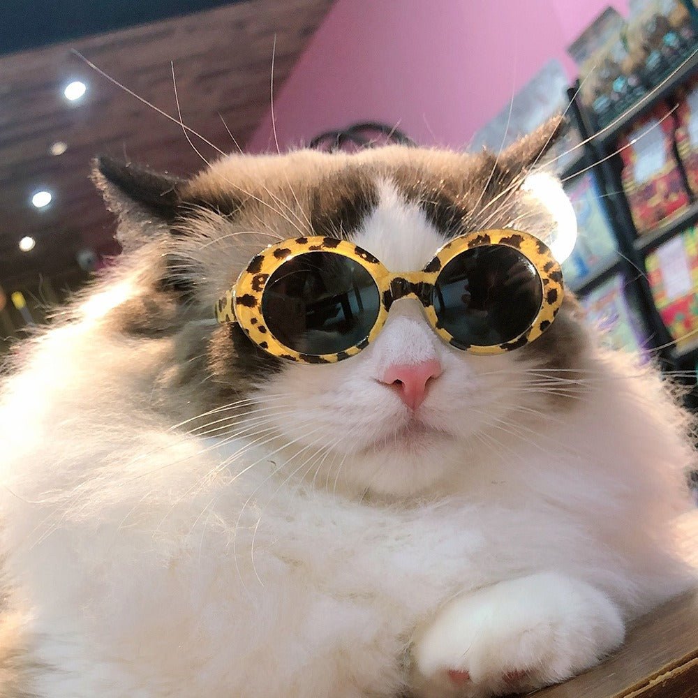 Cat Sunglasses OOTD Outfit Pet Accessory Glass - PIKAPIKA