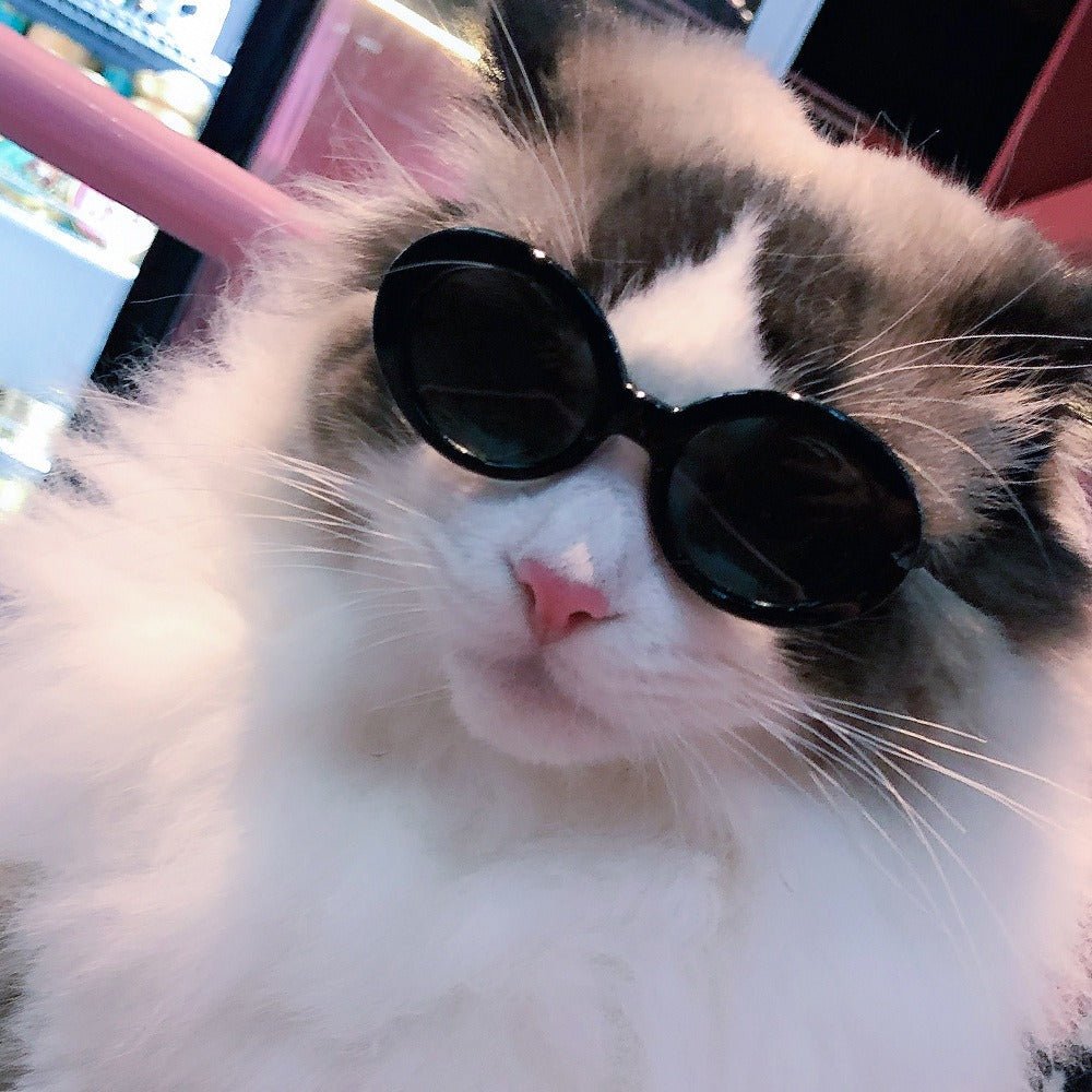 Cat Sunglasses OOTD Outfit Pet Accessory Glass - PIKAPIKA