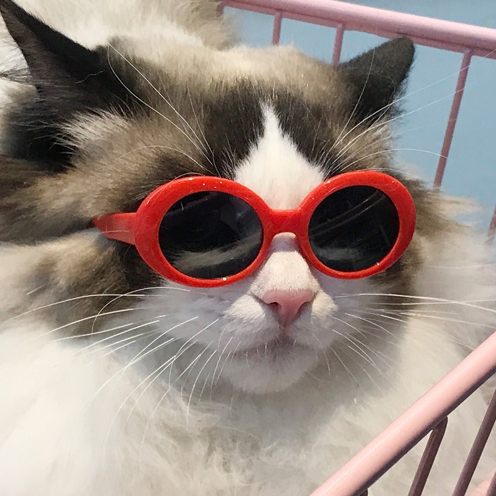Cat Sunglasses OOTD Outfit Pet Accessory Glass - PIKAPIKA
