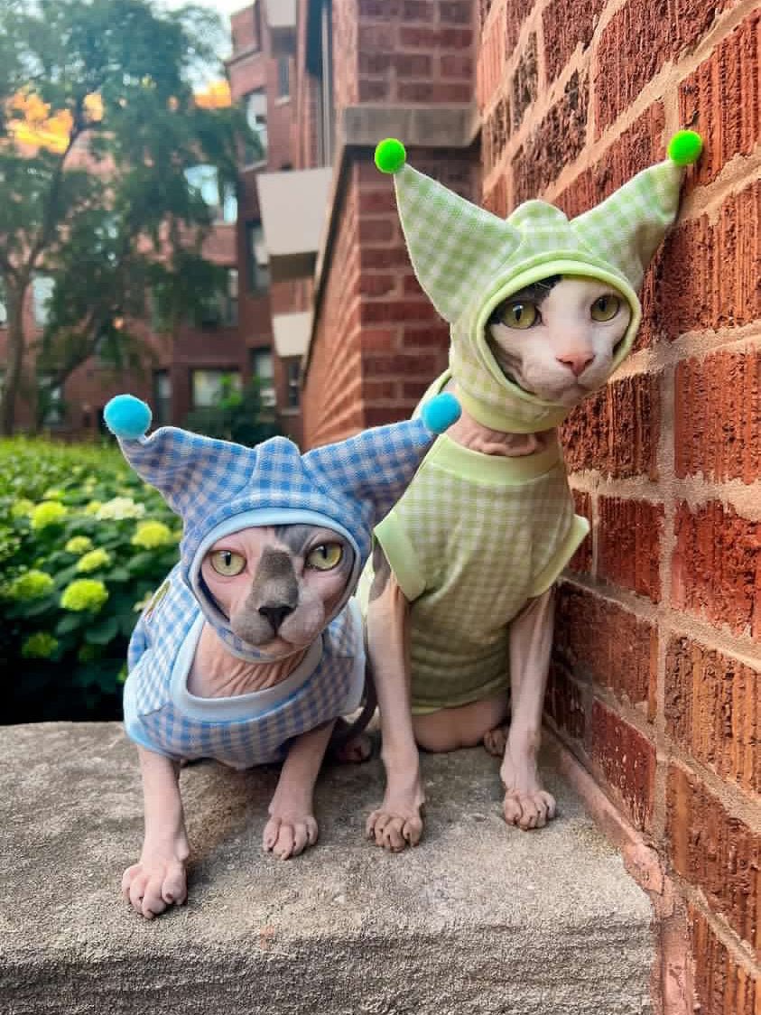 Colorful Pointed Hat Suit Sphynx Cat Clothes - Main Image