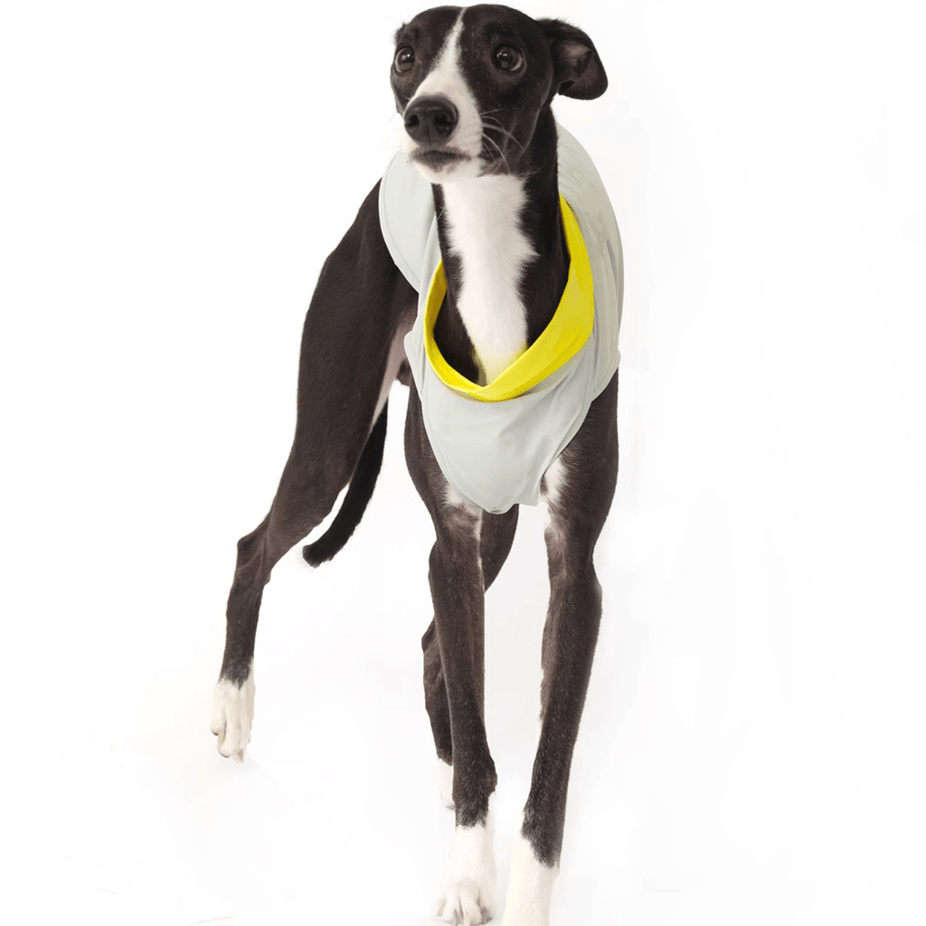 Cooling Dog Shirt Colorblock Summer Pet Base Layer for Italian Greyhound - PIKAPIKA