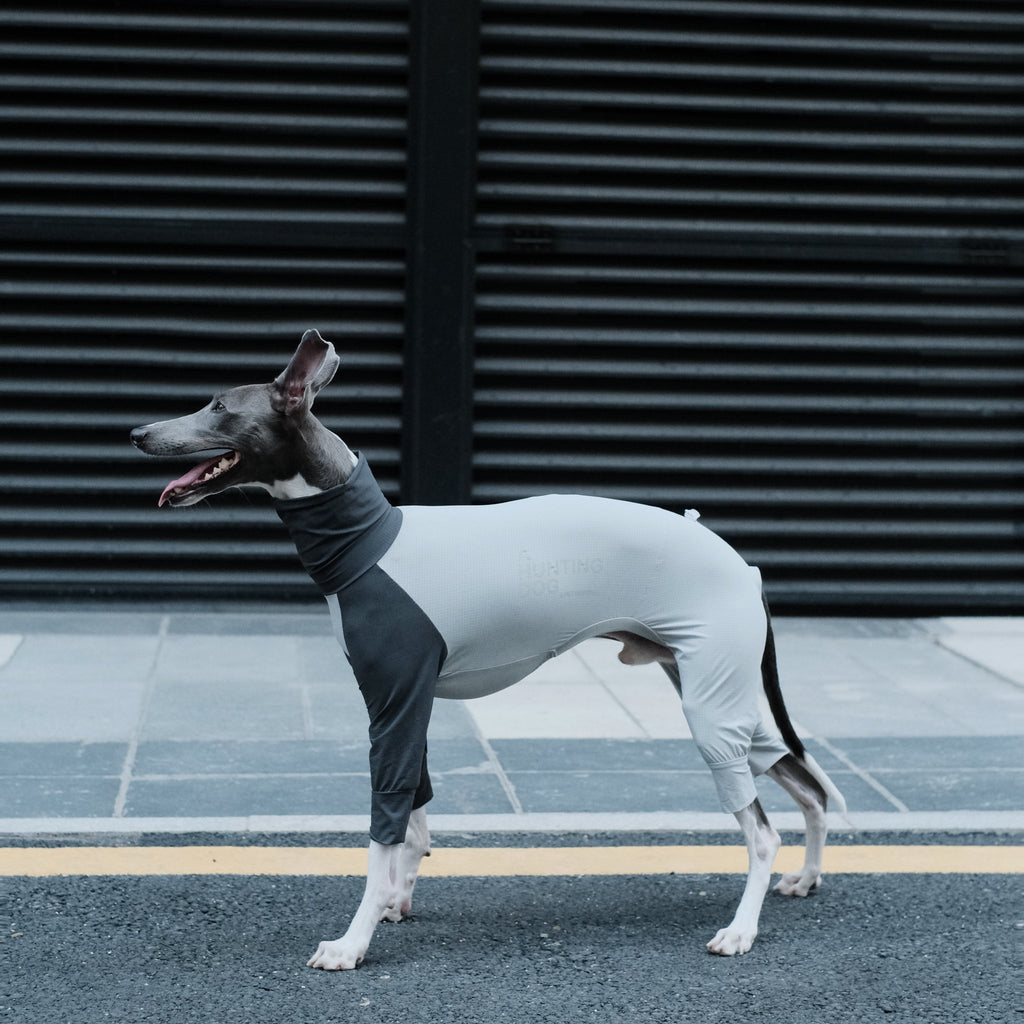 Cooling Quick - Dry Anti - Bug Jumpsuit For Italian Greyhounds & Whippets - PIKAPIKA