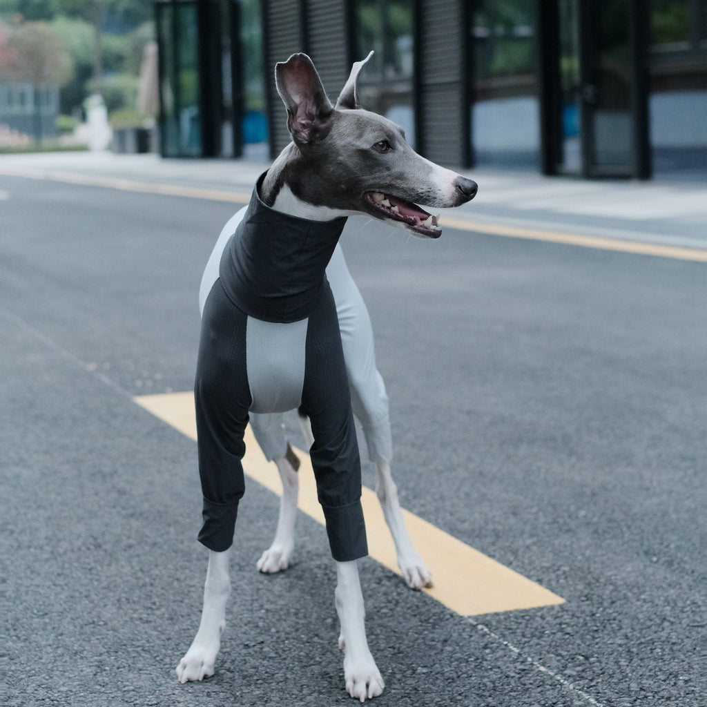 Cooling Quick - Dry Anti - Bug Jumpsuit For Italian Greyhounds & Whippets - PIKAPIKA