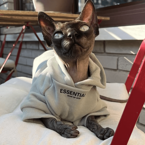 Cotton Hoodie Soft Casual Sphynx Cat Clothes - PIKAPIKA