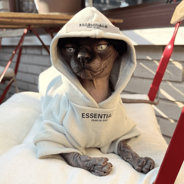 Cotton Hoodie Soft Casual Sphynx Cat Clothes - PIKAPIKA