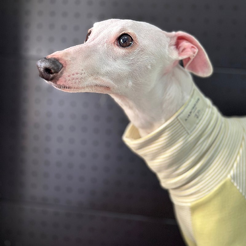 Cotton Onesie Stripe for Italian greyhound Whippet Dog Clothes - PIKAPIKA