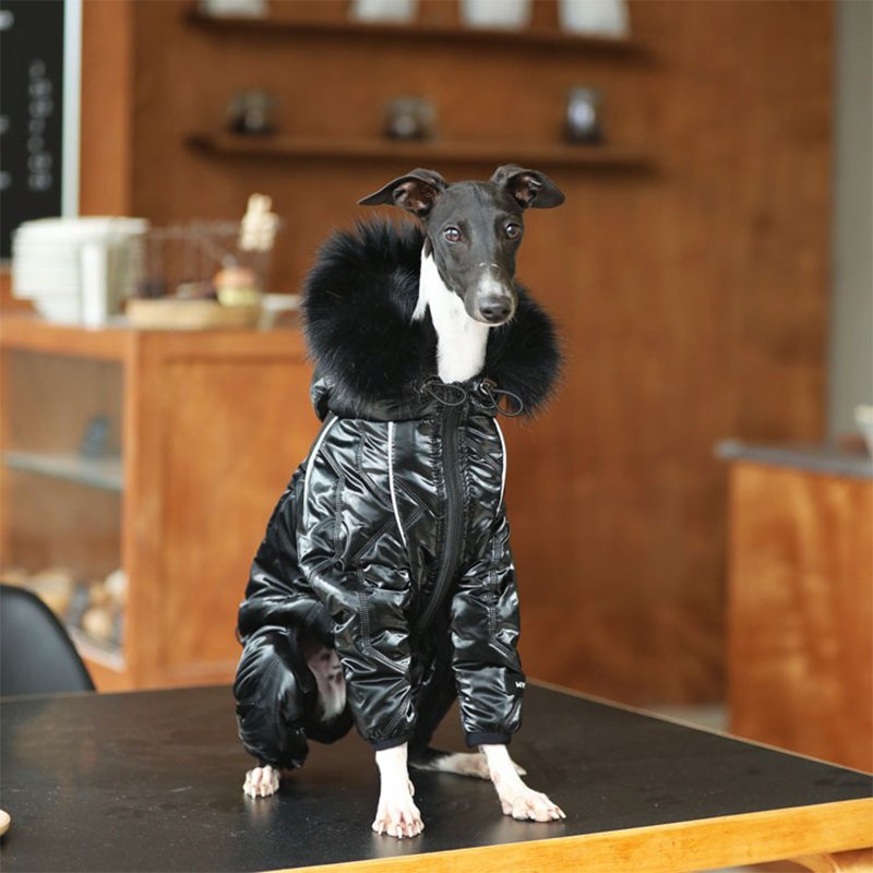 Cotton Padded Jacket Italian Greyhound Whippet Dog Clothes - PIKAPIKA