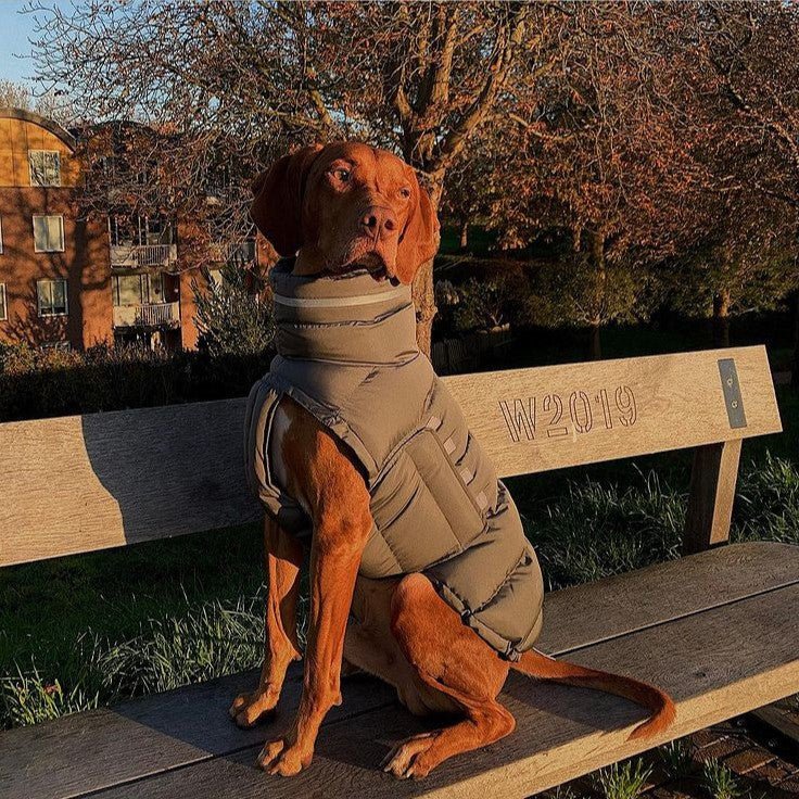 Cotton Padded Jacket Vest for Italian greyhound Whippet - PIKAPIKA