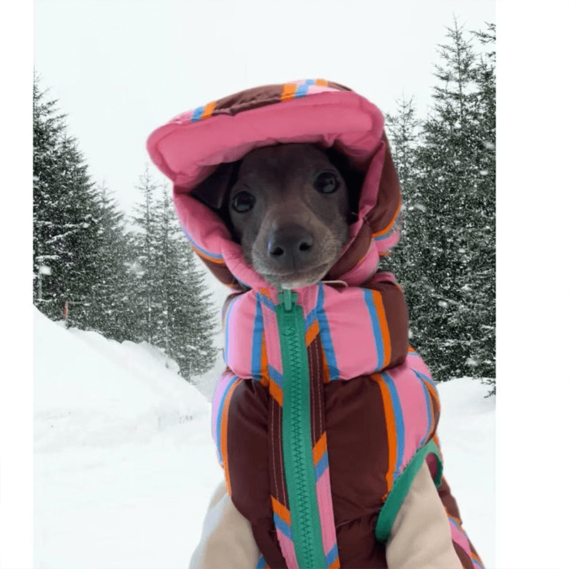 Dachshund Clothes Dog Jacket Padding Coat with Hat Rainbow Stripe - PIKAPIKA