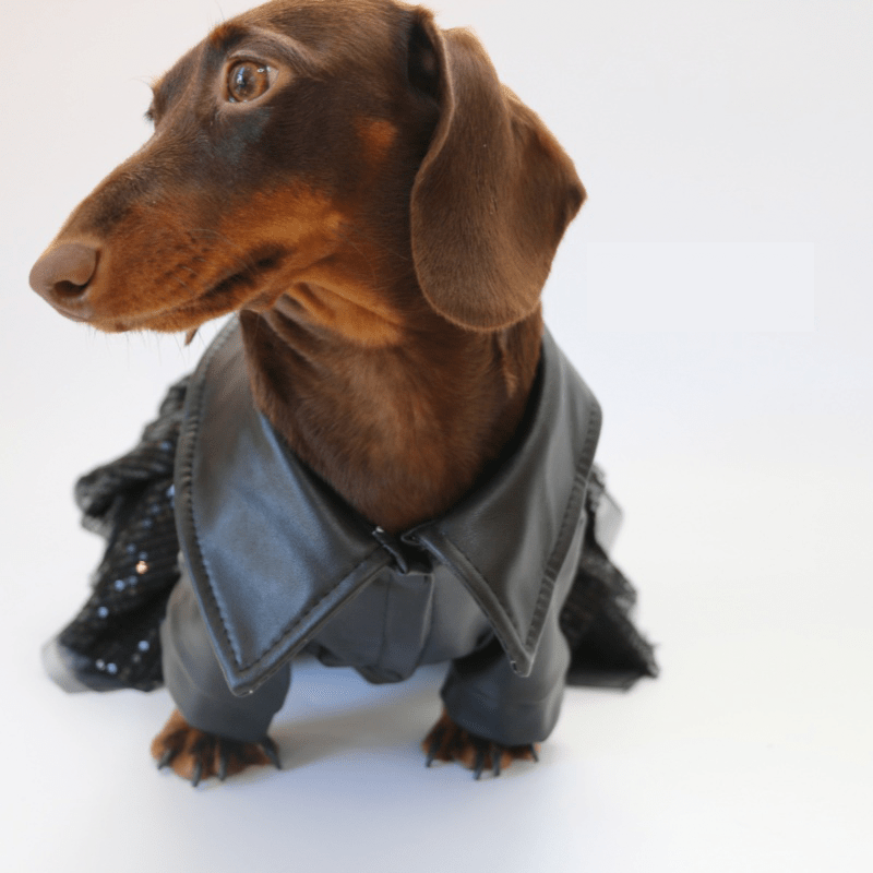Dachshund Dog Clothes Leather Chiffon Dress Punk girl - PIKAPIKA