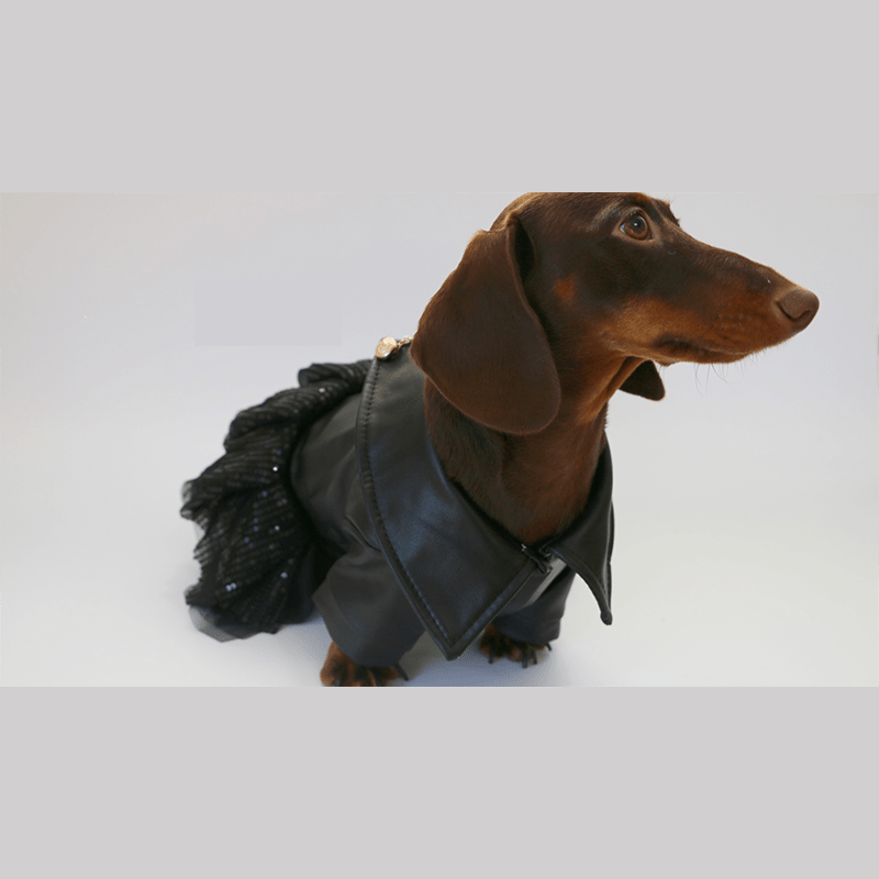 Dachshund Dog Clothes Leather Chiffon Dress Punk girl - PIKAPIKA