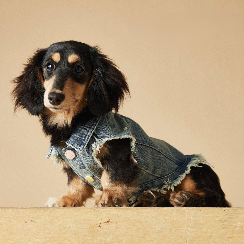 Denim Vest Jacket Dachshund Dog Clothes With D - ring - PIKAPIKA Denim Vest Jacket Dachshund Dog Clothes With D - ring - PIKAPIKA