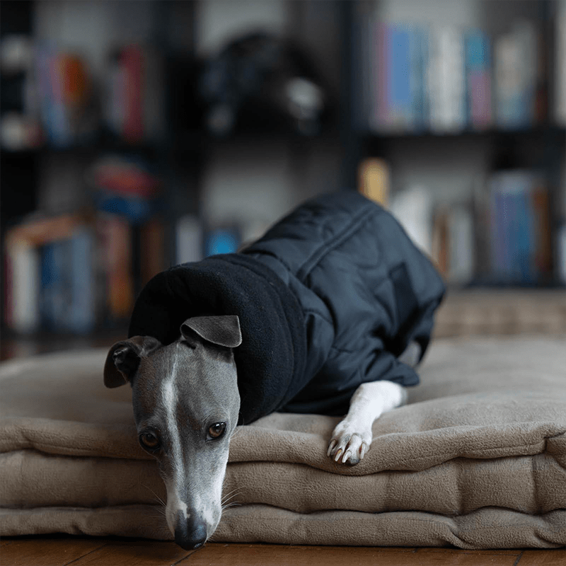 Dog Clothes Padded Coat with Belt Italian Greyhound Whippet - PIKAPIKA