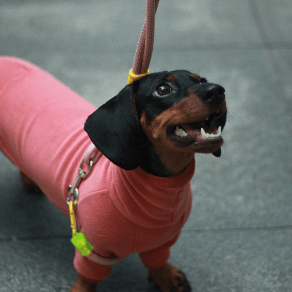 Dog Onesies Cotton Fleece Dachshund Clothes Red - PIKAPIKA