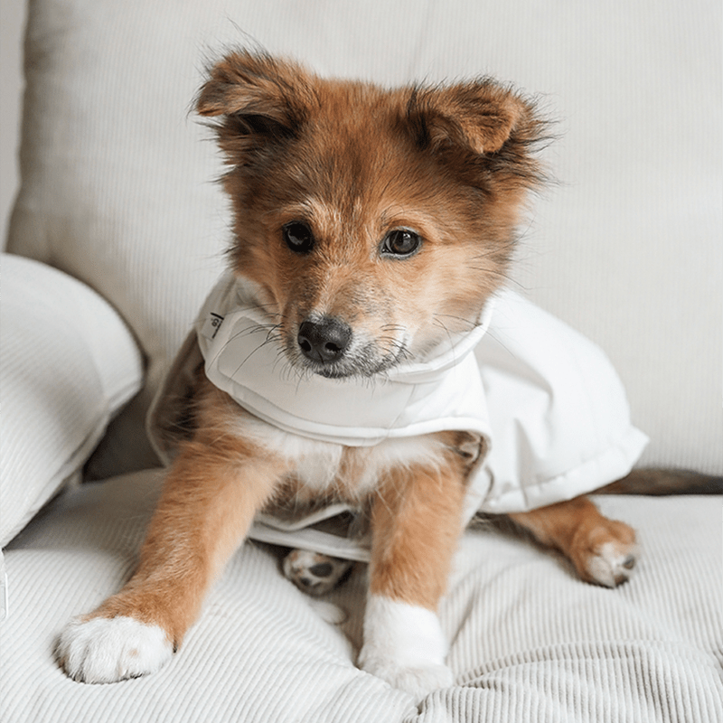 Dog Padding Vest Cotton Jacket Waterproof Outdoor Wear Italian Greyhound Clothes - PIKAPIKA