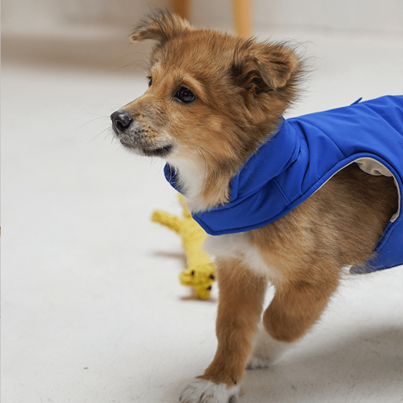 Dog Padding Vest Cotton Jacket Waterproof Outdoor Wear Italian Greyhound Clothes - PIKAPIKA