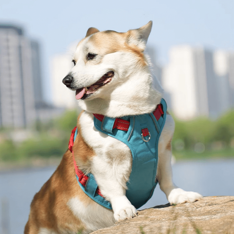 Dog Walking Harness Escape - Proof Handle Outdoor Gear - PIKAPIKA