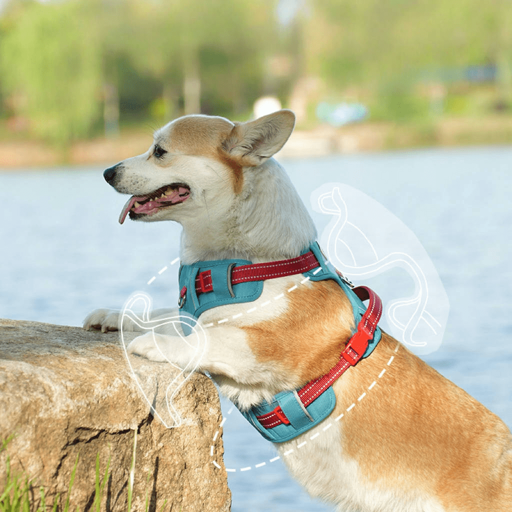 Dog Walking Harness Escape - Proof Handle Outdoor Gear - PIKAPIKA