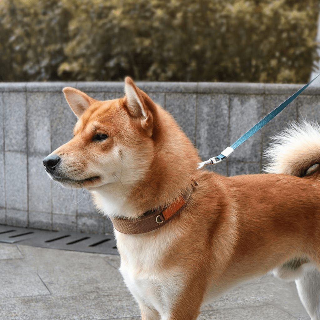 Durable Adjustable Dog Collar Pet Necklace with ID Tag - PIKAPIKA