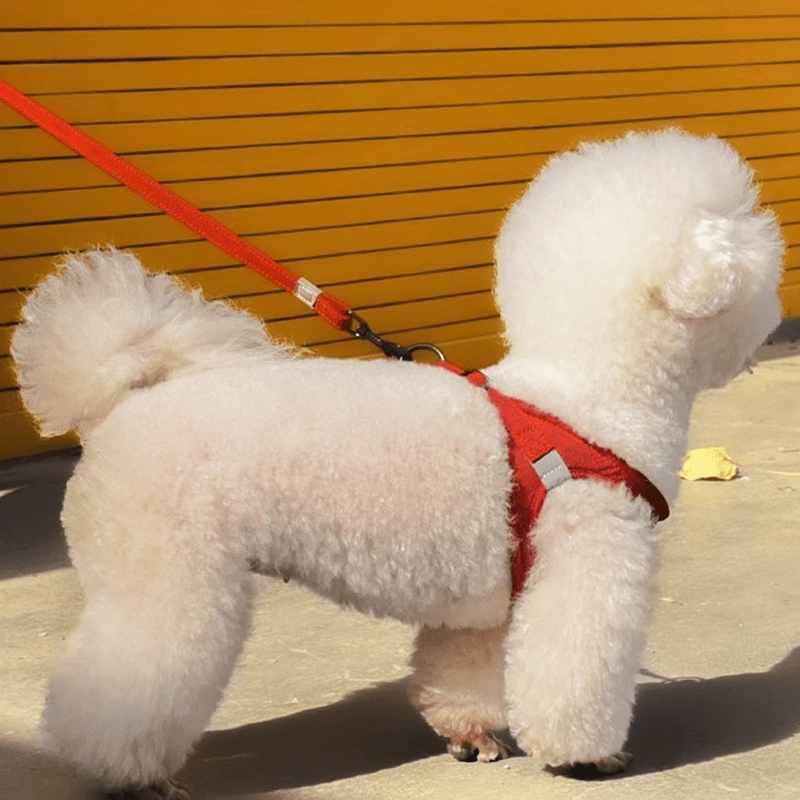 Escape - Proof Dog Harness Leash Set for Small Medium Dogs - PIKAPIKA