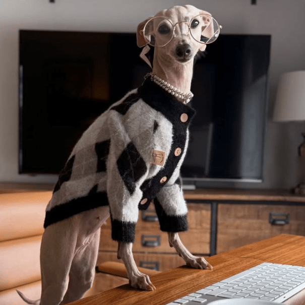 Faux Mink Cardigan Dog Sweater Knit Plush for Italian Greyhound Clothes - PIKAPIKA