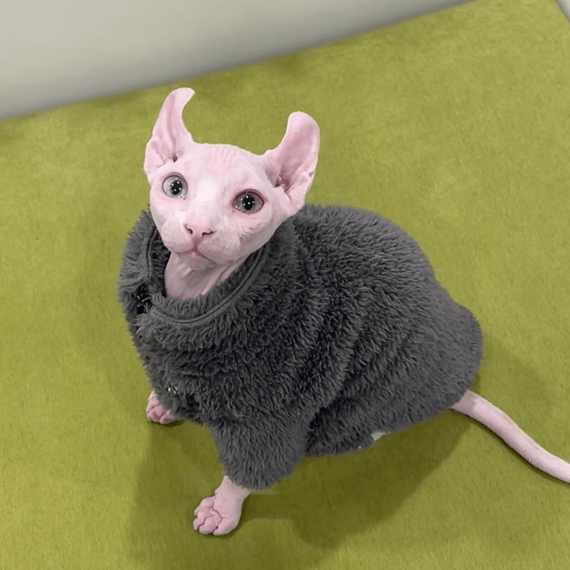 Fleece Shirts Sphynx Cat Clothes Pullover Warm Special Pattern - PIKAPIKA