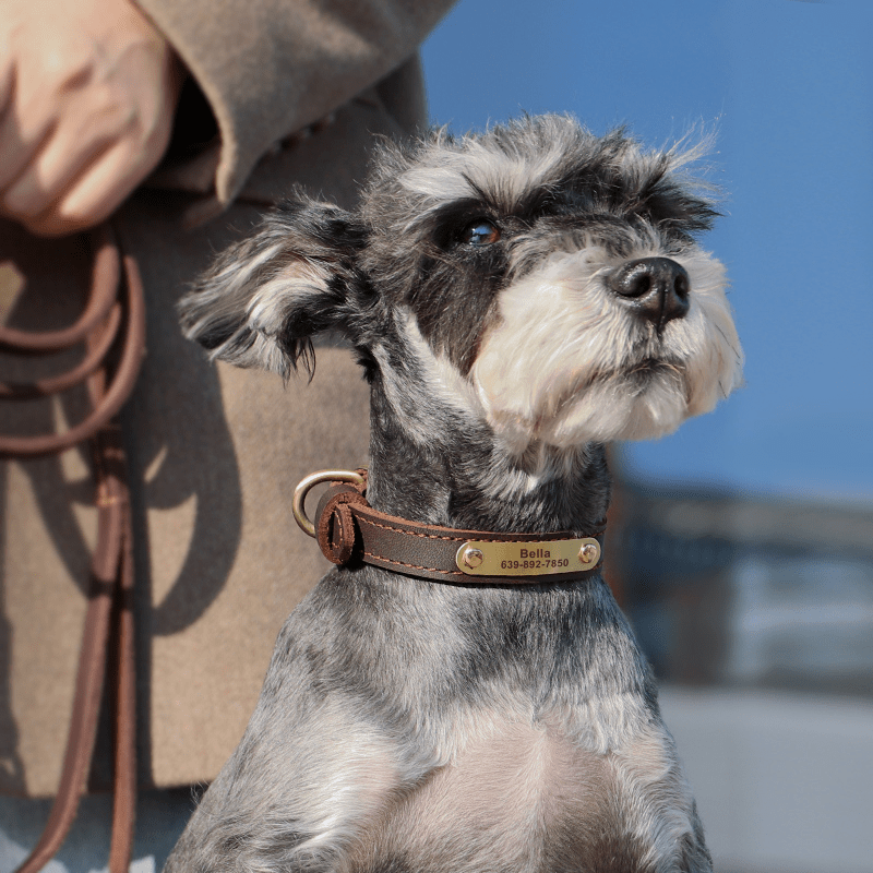 Genuine Leather Anti - Lost Engraved Dog Collar Custom ID Tag for Small Medium Dogs - PIKAPIKA
