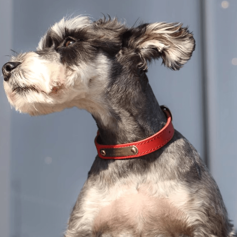 Genuine Leather Anti - Lost Engraved Dog Collar Custom ID Tag for Small Medium Dogs - PIKAPIKA