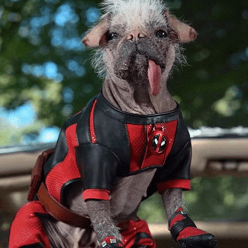 Halloween Deadpool Costume Cosplay Pet Dog Funny Outfit - PIKAPIKA
