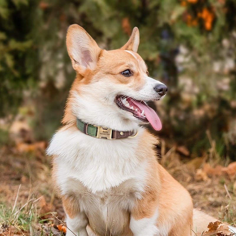 Handmade Leather Engraved Anti - Lost Dog Collar for Medium Large Dogs - PIKAPIKA