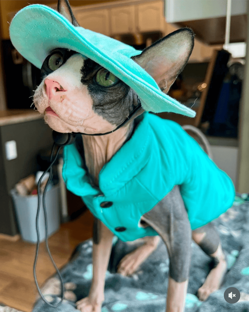 Hot Likes Cotton Padded Coat Winter Jacket Vest Sphynx Cat Clothes - PIKAPIKA