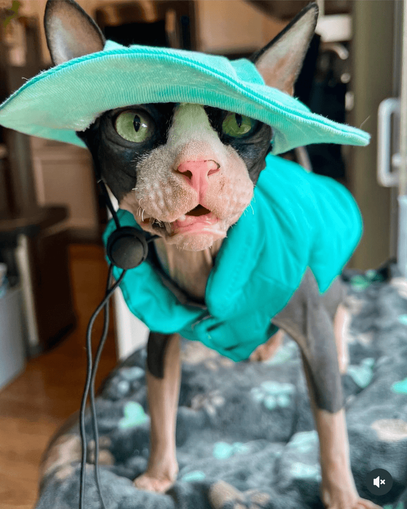 Hot Likes Cotton Padded Coat Winter Jacket Vest Sphynx Cat Clothes - PIKAPIKA