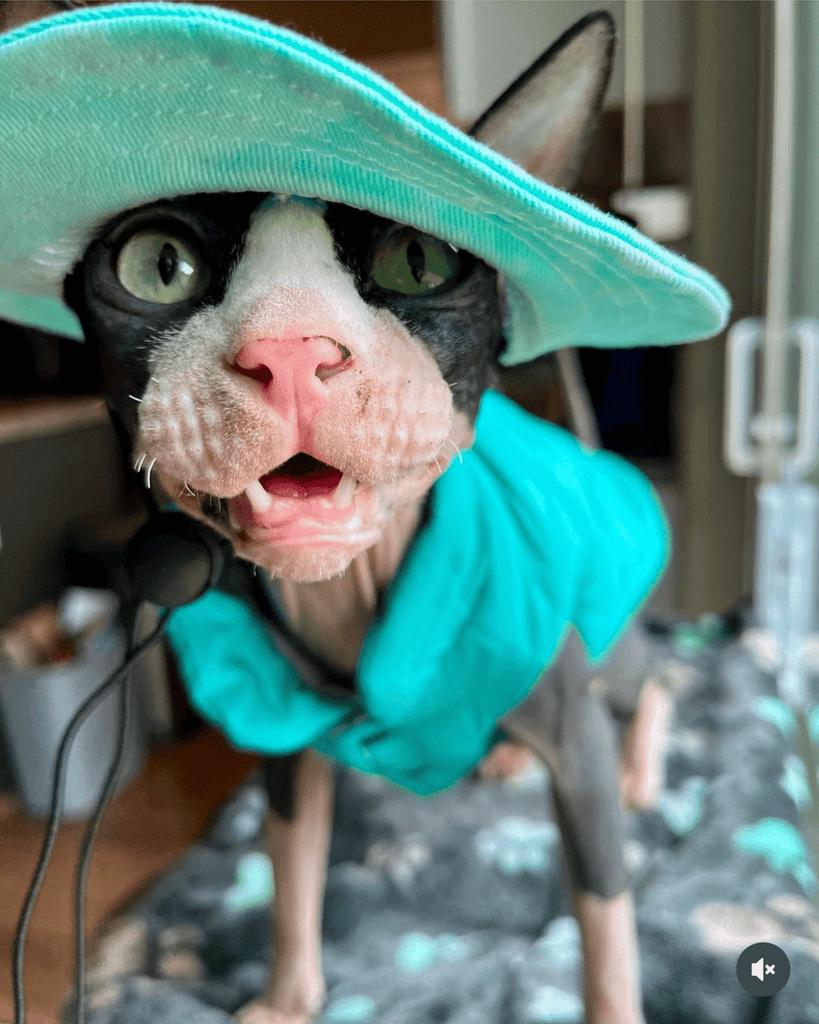 Hot Likes Cotton Padded Coat Winter Jacket Vest Sphynx Cat Clothes - PIKAPIKA