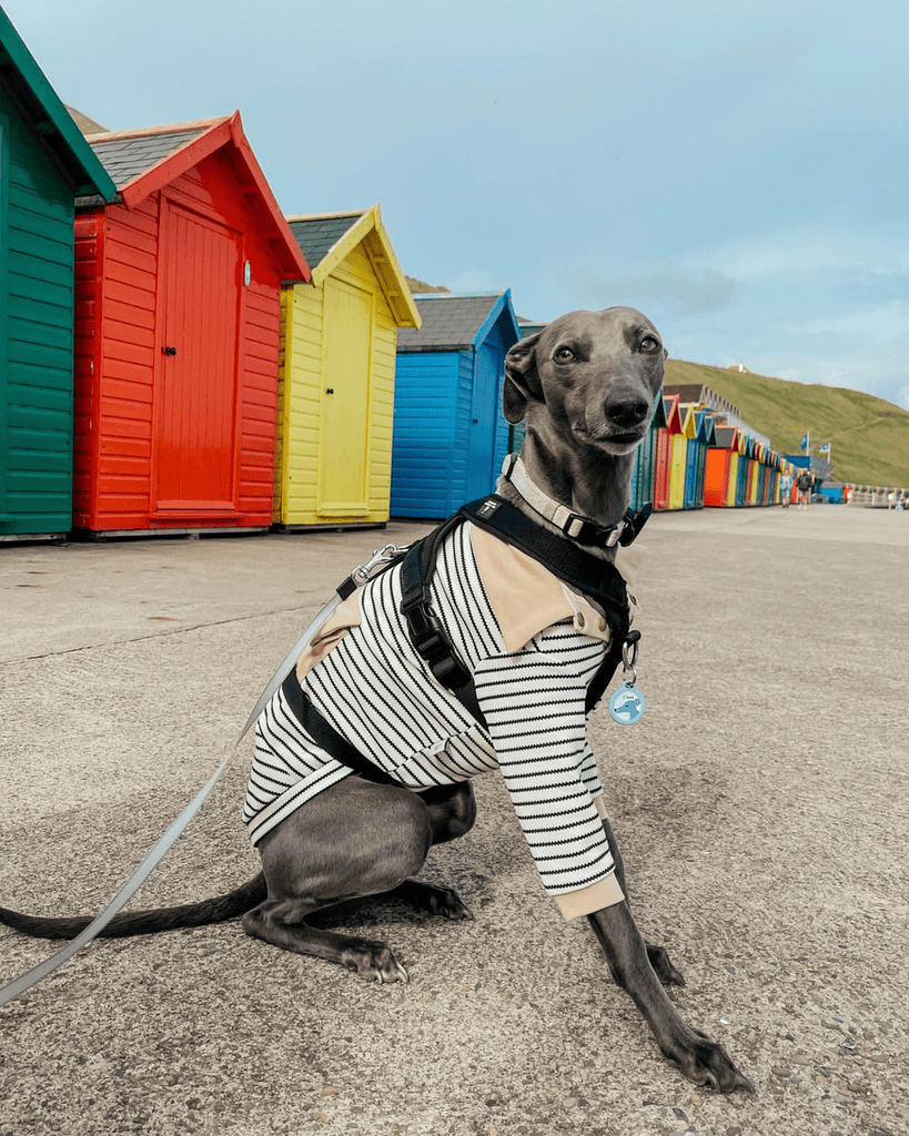 Hot Likes Cotton Polo Shirts for Italian greyhound Whippet Dog Clothes - PIKAPIKA