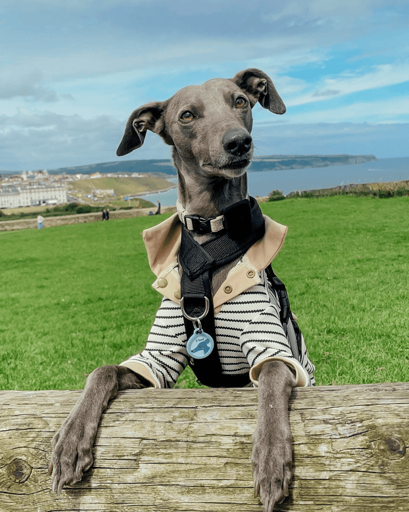 Hot Likes Cotton Polo Shirts for Italian greyhound Whippet Dog Clothes - PIKAPIKA