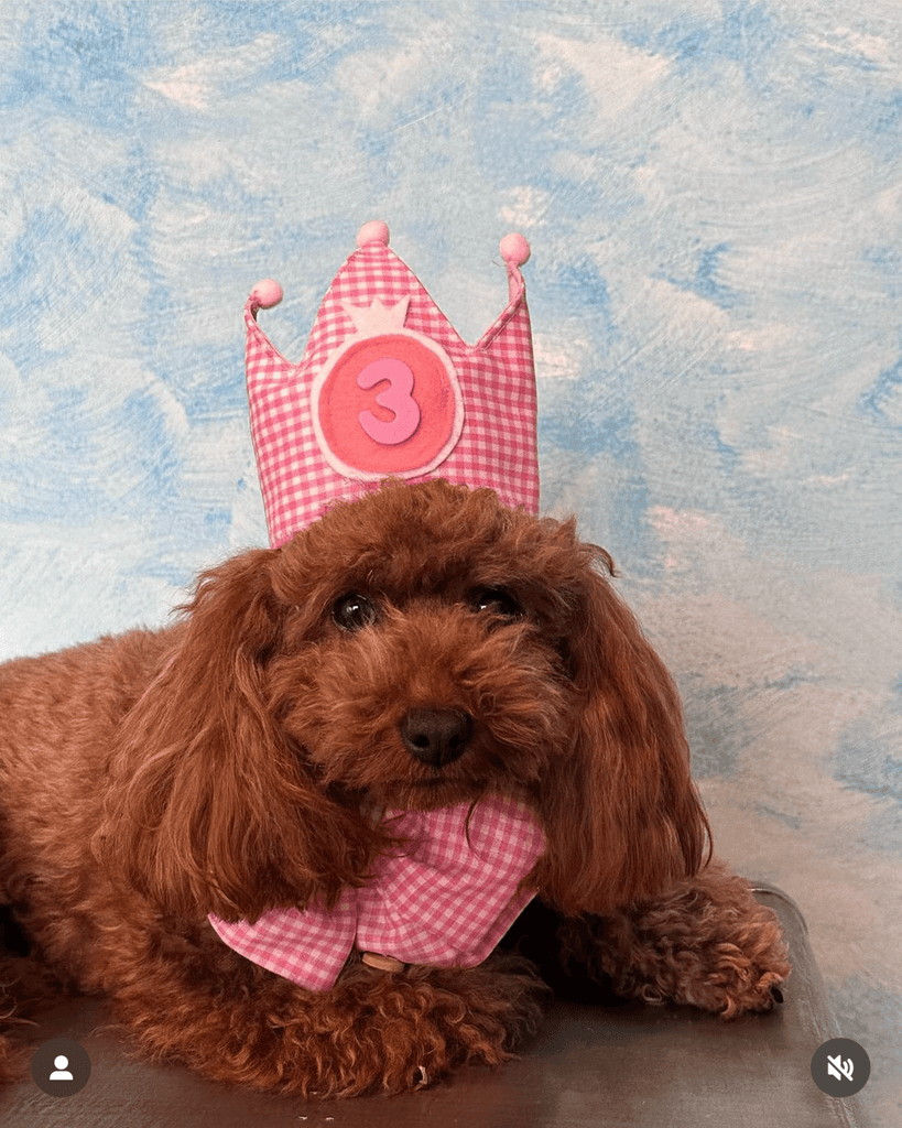 Hot Likes Layered Lace Princess Dog Dress Dog Clothes - PIKAPIKA