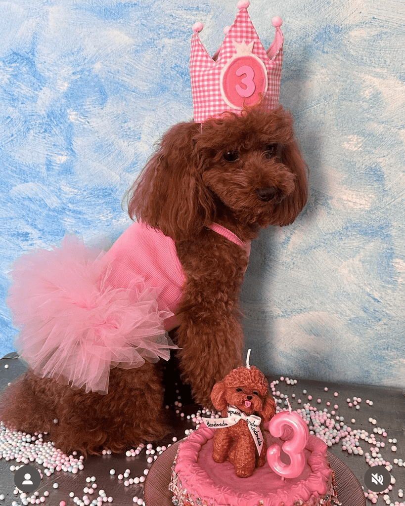 Hot Likes Layered Lace Princess Dog Dress Dog Clothes - PIKAPIKA