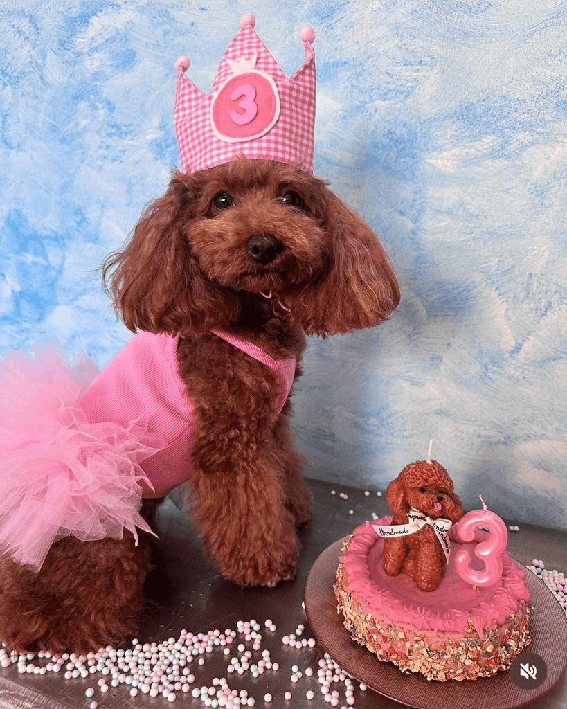 Hot Likes Layered Lace Princess Dog Dress Dog Clothes - PIKAPIKA