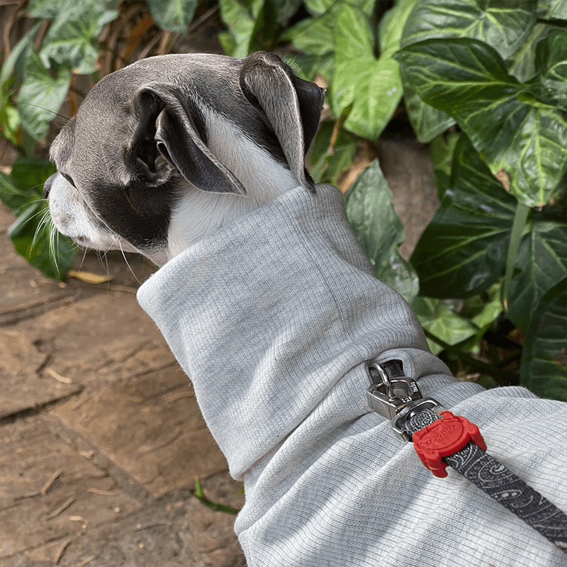 Italian Greyhound Dog Clothes Underlayer Shirts High Neck Soft Touch - PIKAPIKA