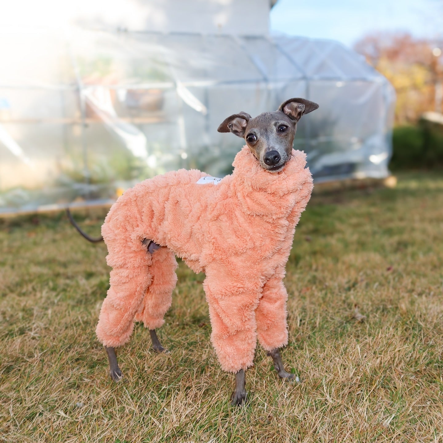 italian-greyhound-onesies-