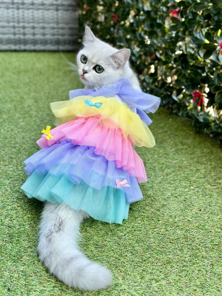 Layered Lace Dress Cat Clothes Layered Lace Dress Cat Clothes