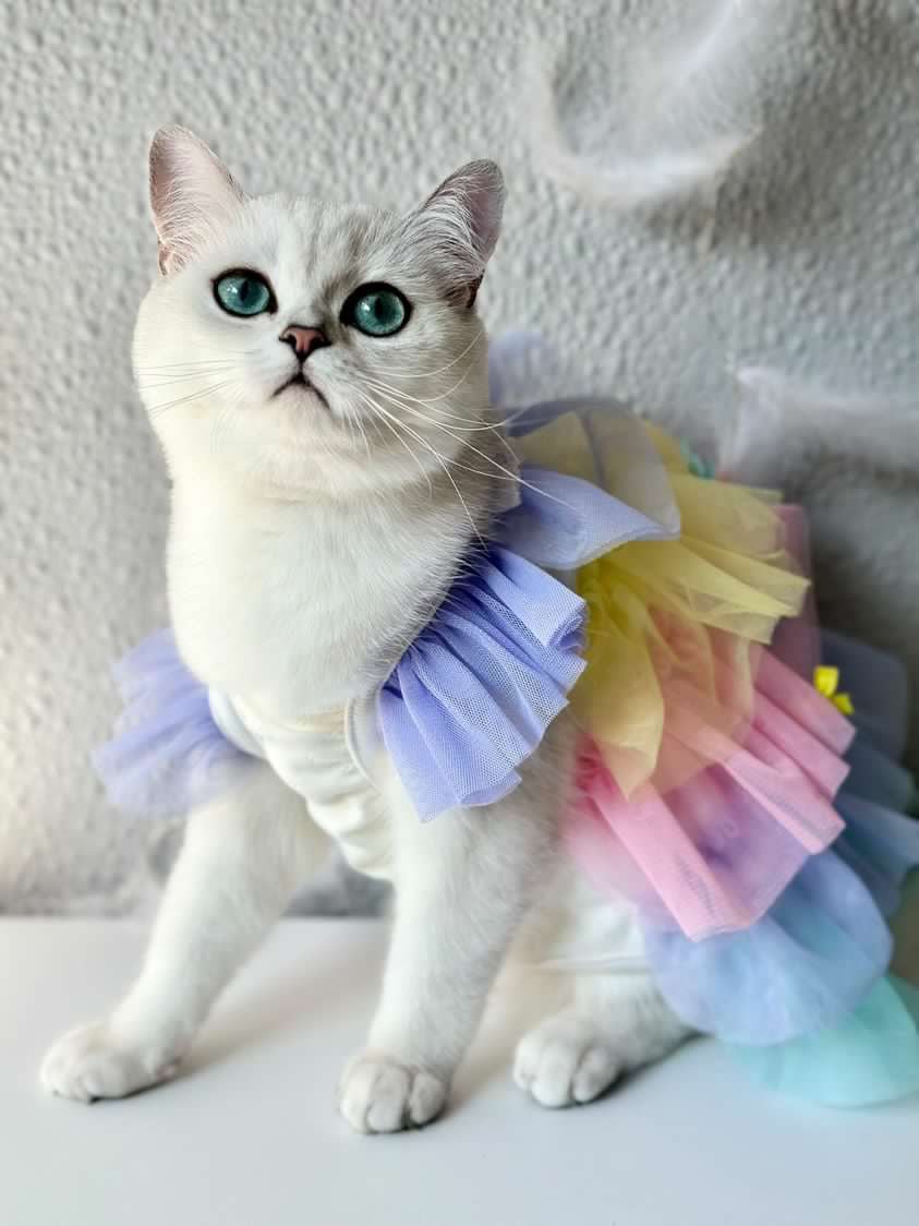 cat dress MissyMoMo Gingham Dress & Bow Tie Set, Dress for Cats, XL, Royal Blue