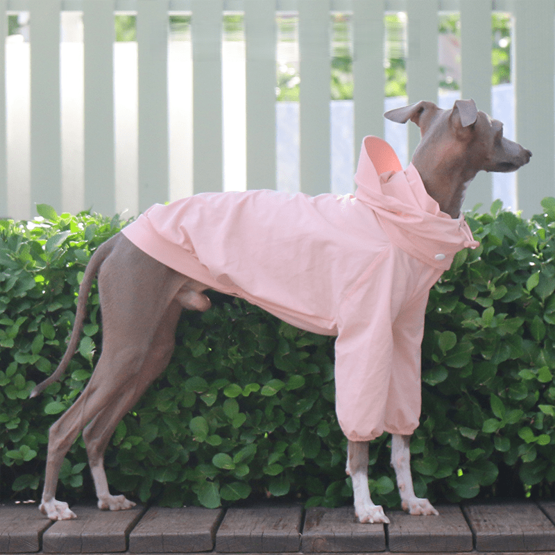 Lightweight Waterproof Sunproof Detachable Sun Hat Whippet Dog Clothes - PIKAPIKA