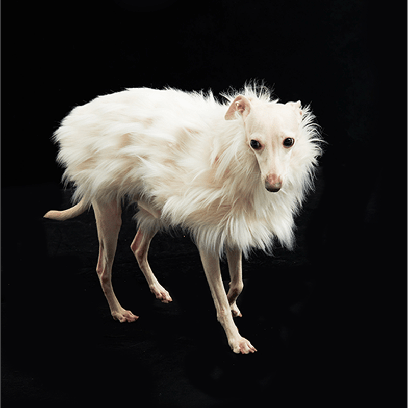 Luxury Dog Clothes Faux Fur Cape for Italian Greyhound Whippet - PIKAPIKA