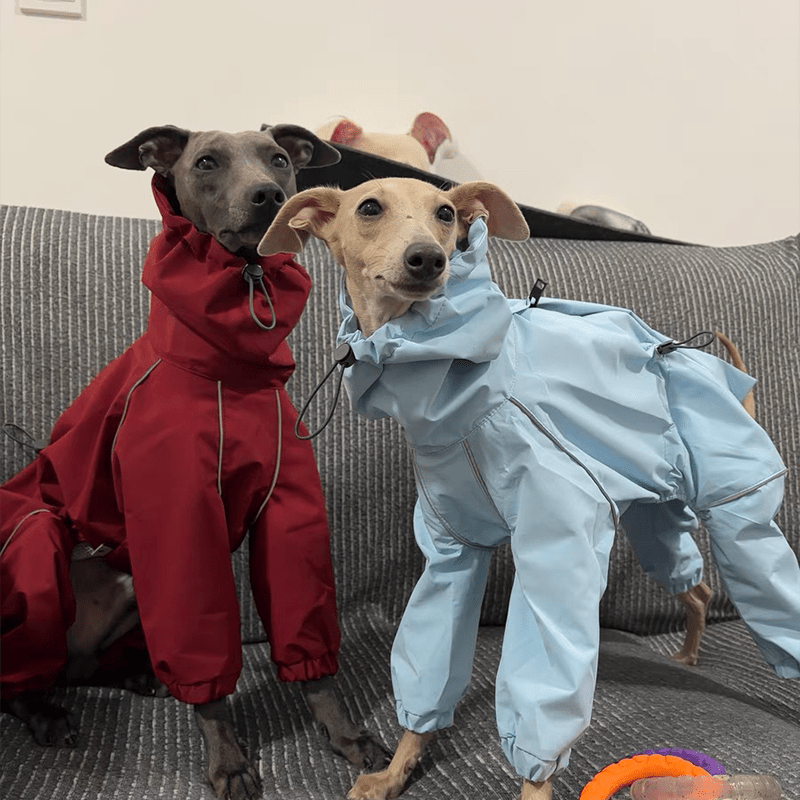 Outdoor Jacket Raincoat for Italian Greyhound Whippet Dog Waterproof Clothes - PIKAPIKA