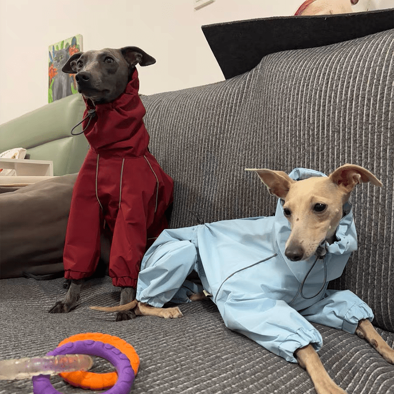 Outdoor Jacket Raincoat for Italian Greyhound Whippet Dog Waterproof Clothes - PIKAPIKA