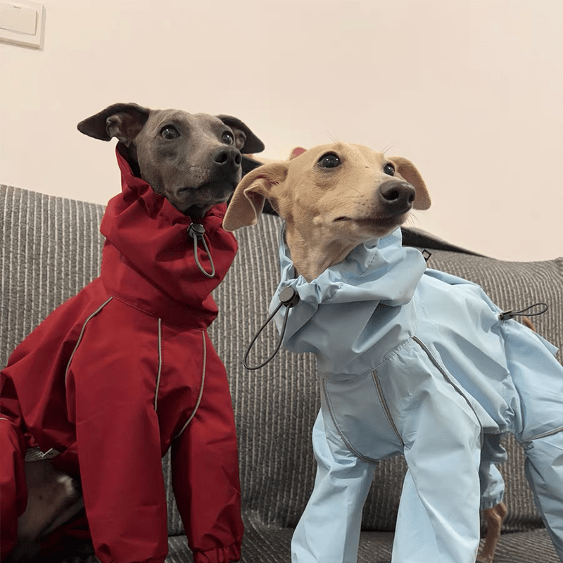 Outdoor Jacket Raincoat for Italian Greyhound Whippet Dog Waterproof Clothes - PIKAPIKA