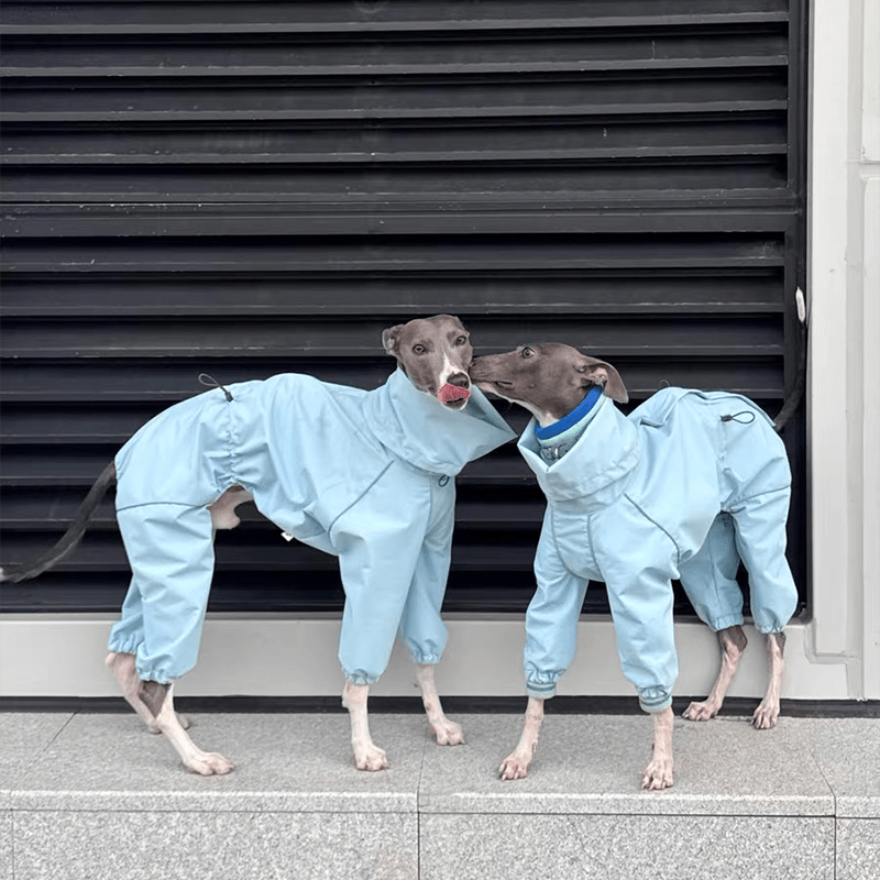Outdoor Jacket Raincoat for Italian Greyhound Whippet Dog Waterproof Clothes - PIKAPIKA