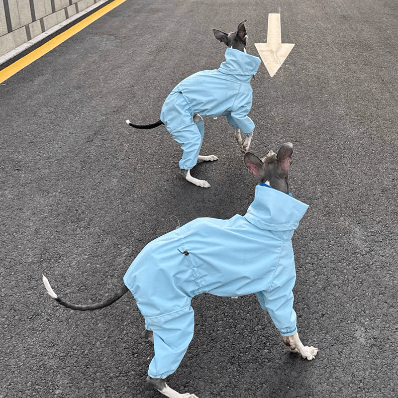 Outdoor Jacket Raincoat for Italian Greyhound Whippet Dog Waterproof Clothes - PIKAPIKA